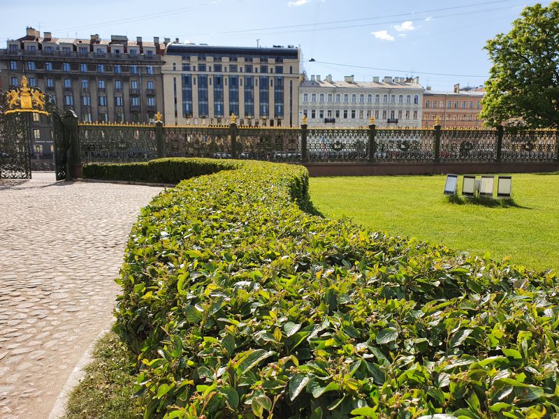 Healthy, Well-Maintained Shrubs