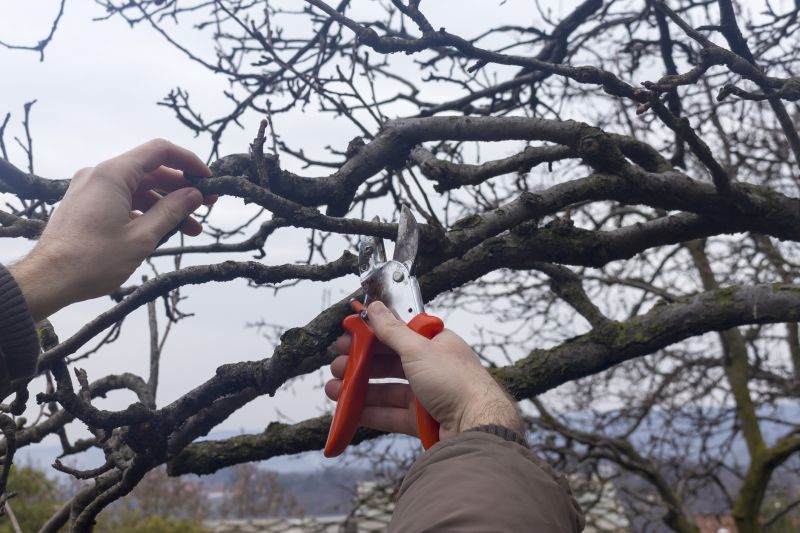 Early Spring Pruning