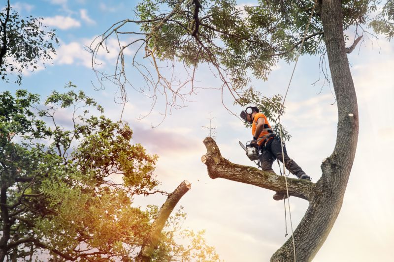 Arborist Services