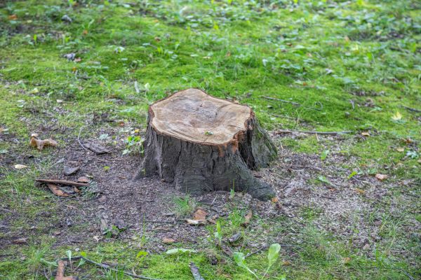Bush Stump Removal in Chico