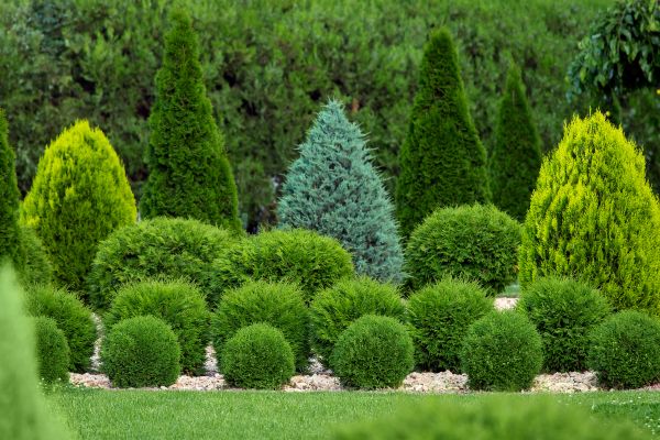 Cost of Bush Trimming Service in Chico