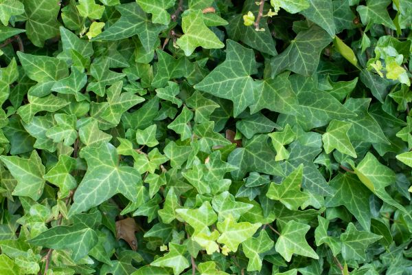 Cost of English Ivy Removal in Chico