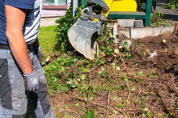 Hedge Removal Service in Chico