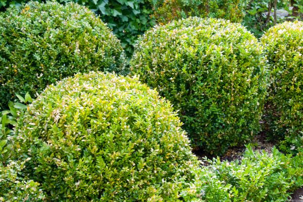 Cost of Landscape Trimming Service in Chico