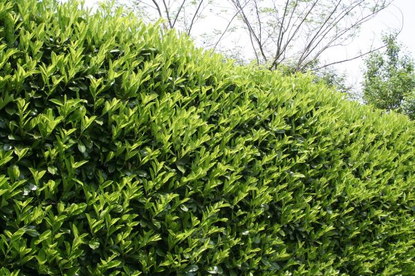 Cost of Laurel Removal in Chico