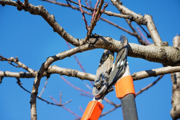 Cost of Pruning Service in Chico