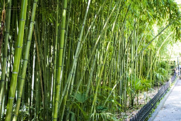Cost of Bamboo Root Removal in Chico