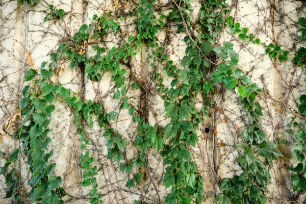 Cost of Vine Removal Service in Chico