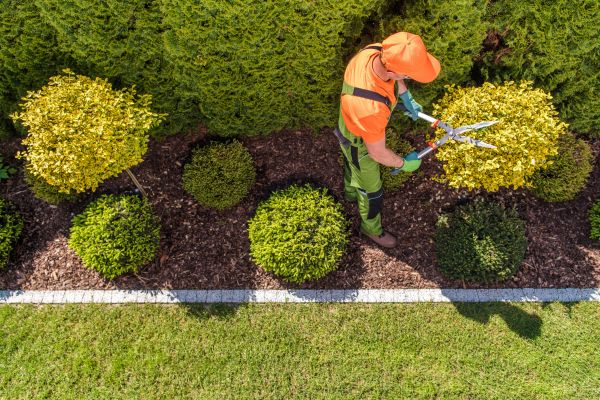 Cost of Topiary Trimming in Chico