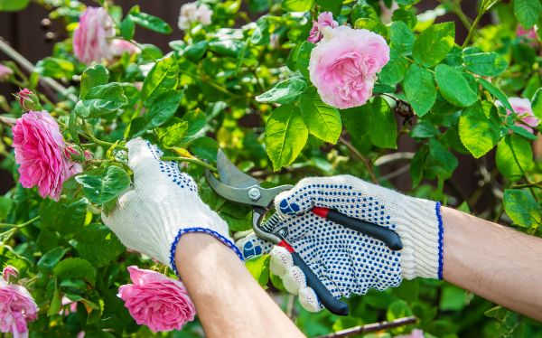 Rose Pruning