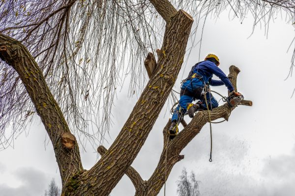 Tree Maintenance Service