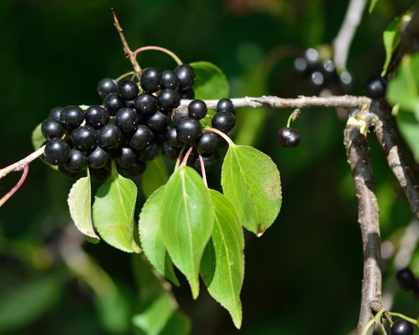 Cost of Buckthorn Removal in Chico