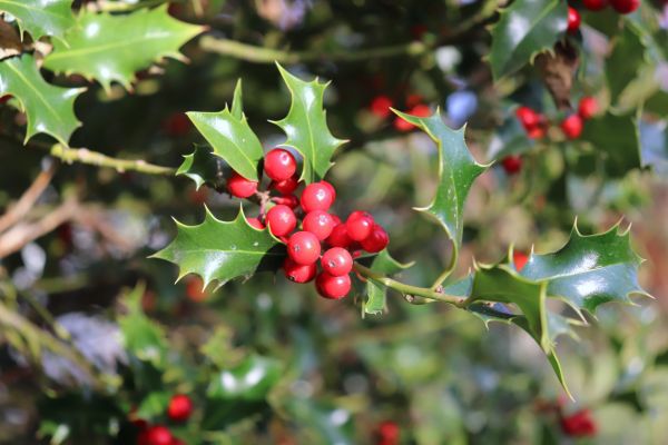 Cost of Holly Tree Trimming in Chico