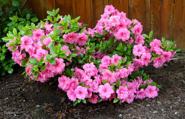Cost of Azaleas Removal in Chico