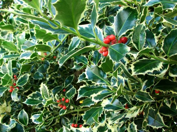 Cost of Holly Bushes Trimming in Chico