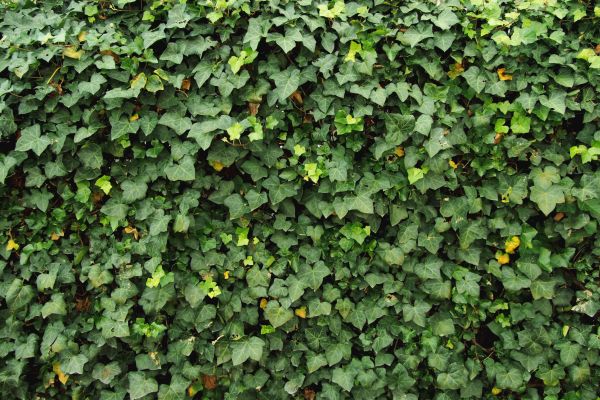 Cost of Ivy Pruning service in Chico