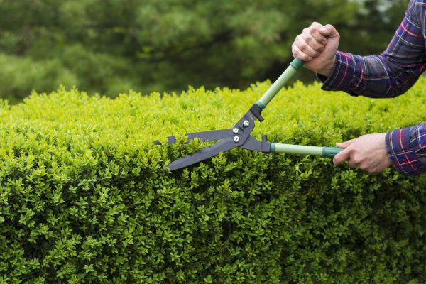Cost of Evergreen Shrub Pruning in Chico