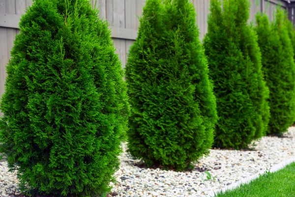 Cost of Arborvitae Shaping in Chico