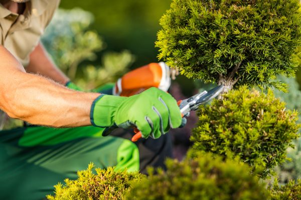 Cost of Landscape Pruning Service in Chico