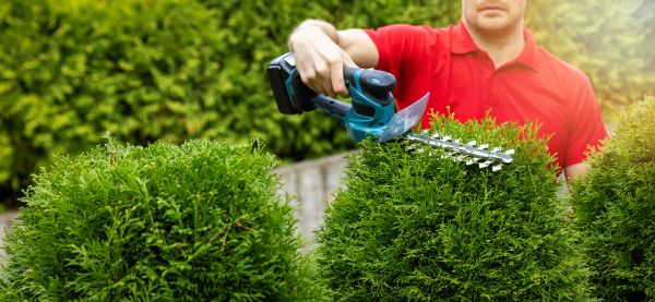 Cost of Hedge Shaping Service in Chico