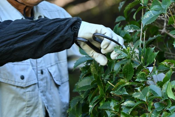 Holly Pruning in Chico