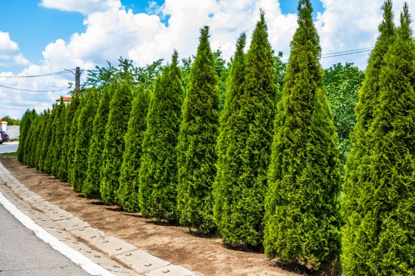 Cost of Arborvitae Shearing in Chico