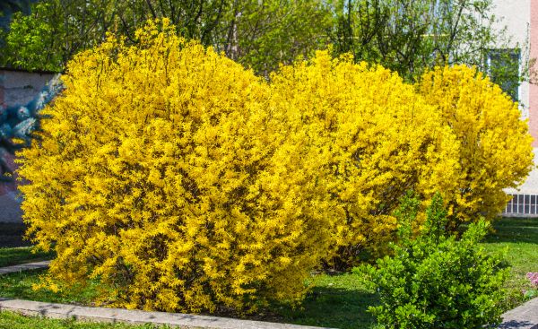 Forsythia Shaping