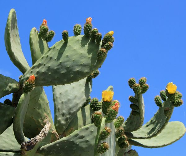 Cost of Cactus Removal in Chico