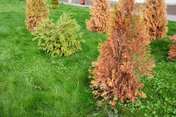 Arborvitae Disposal