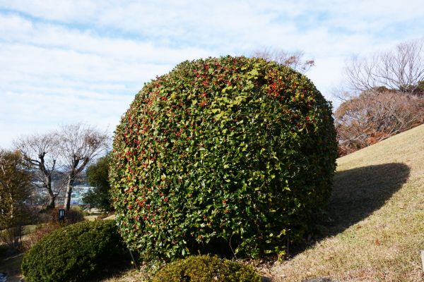 Cost of Holly Shrub Pruning in Chico
