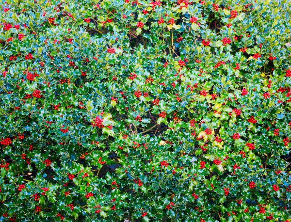 Cost of Holly Bush Removal in Chico