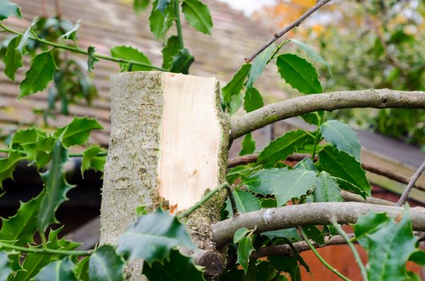 Cost of Holly Tree Removal in Chico