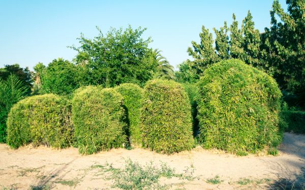 Cost of Bamboo Hedge Removal in Chico