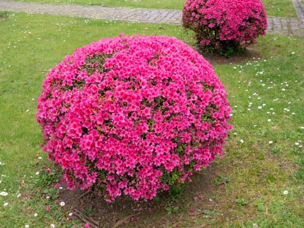 Cost of Rhododendron Pruning in Chico