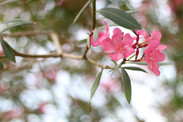 Cost of Oleander Removal in Chico