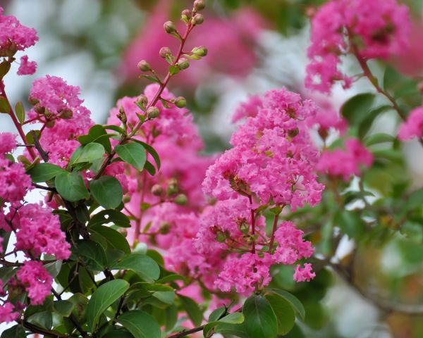 Cost of Crepe Myrtle Removal in Chico