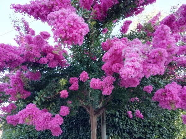 Cost of Crape Myrtle Pruning in Chico
