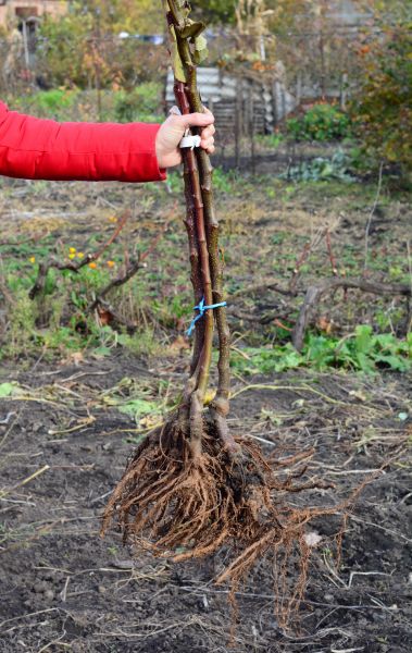 Cost of Shrub Root Removal in Chico