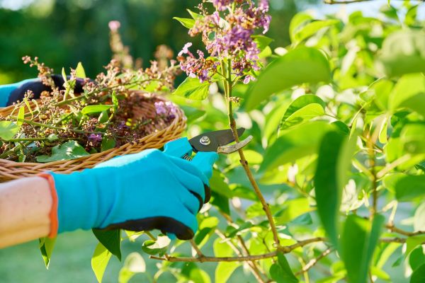 Cost of Lilac Trimming Service in Chico