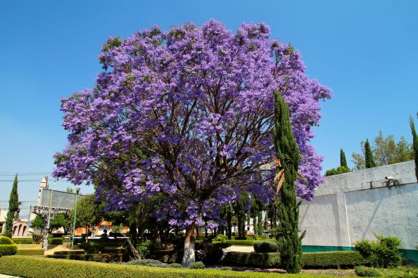 Cost of Jacaranda Pruning in Chico