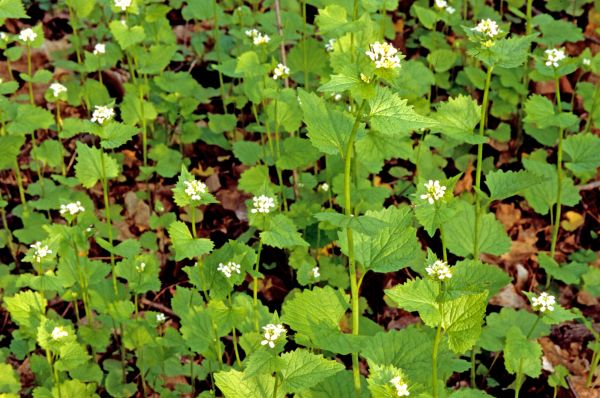 Cost of Garlic Mustard Removal in Chico