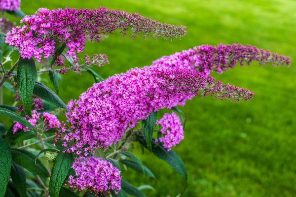 Cost of Butterfly Bush Removal in Chico