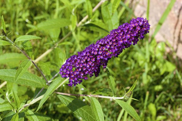 Butterfly Bush Pruning in Chico