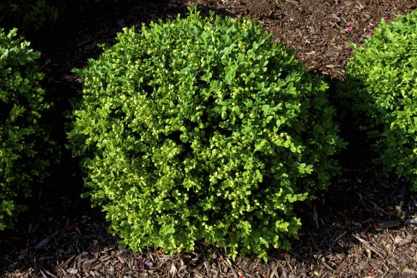 Cost of Boxwood Removal in Chico