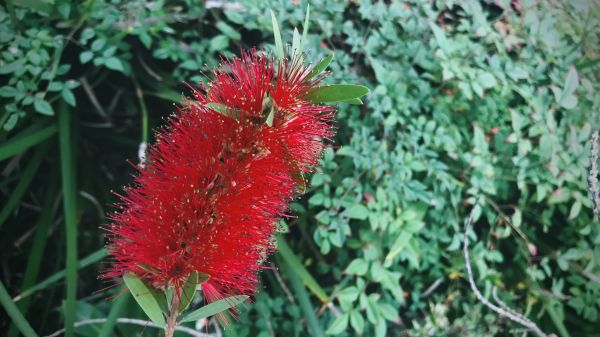Cost of Bottlebrush Pruning in Chico